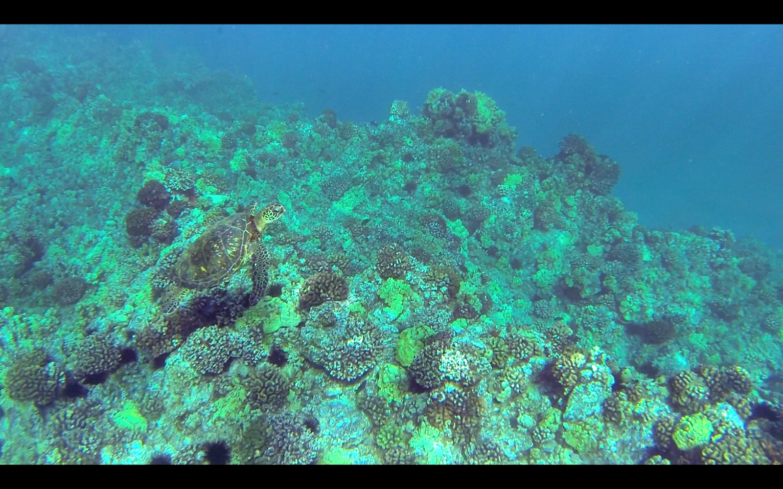 562 DSC02476b Schildi1 scharf